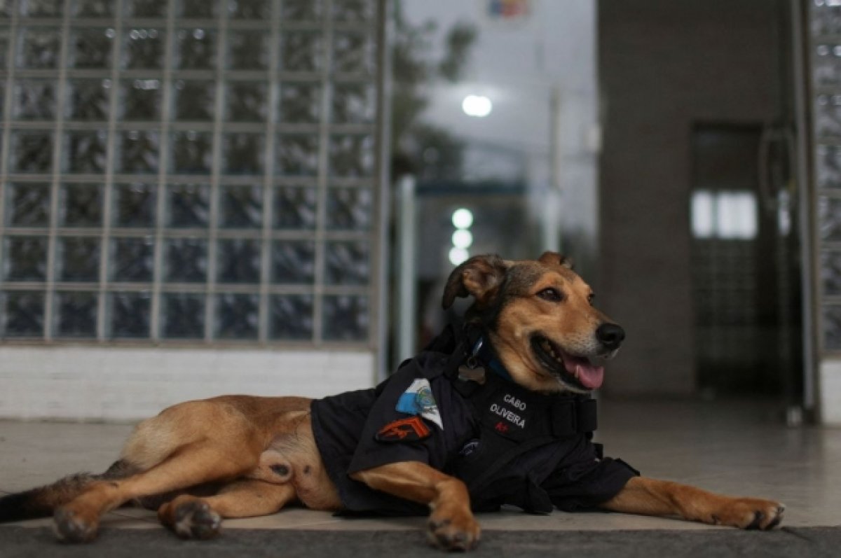 Бразильский пес-полицейский стал звездой соцсетей