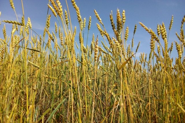 В этом году в Красноярском крае досигнута рекордная для региона урожайность зерновых - 33,6 ц/га.