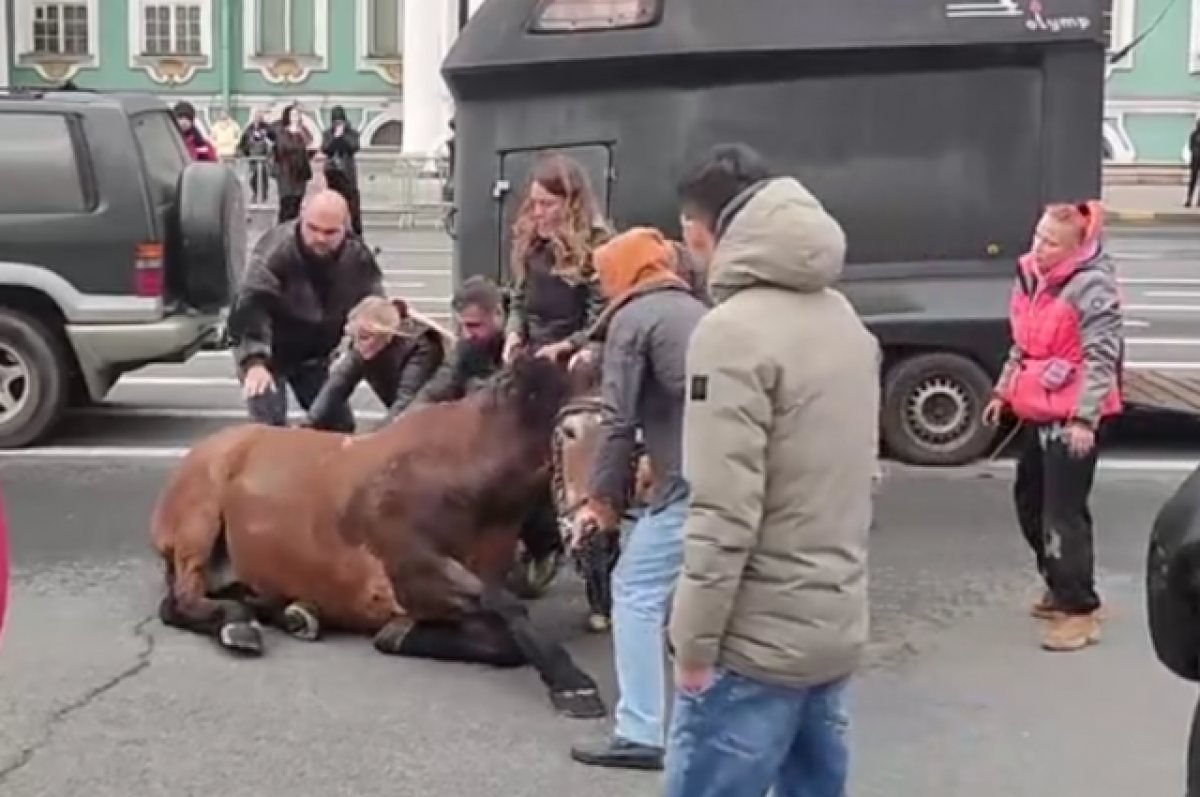 На девушку упала лошадь 19. Конь Буян на Дворцовой. Падение с лошади. Лошади на Дворцовой площади.