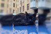 Петербургский кот сам решает, где будет спать.