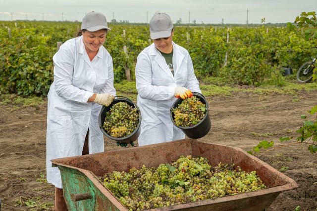 Кубанские производители и переработчики винограда считают, что полностью заменить импортные составляющие в отрасли можно, но для этого нужно приложить немало усилий. 