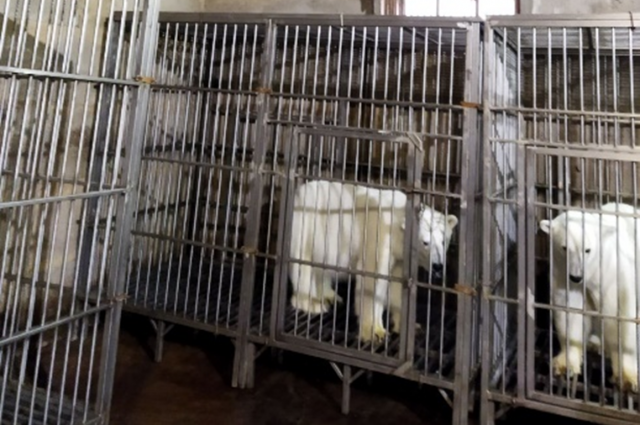 Согласно сообщениям в социальной сети, краснокнижных медведей содержат в неподходящих условиях.