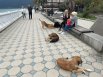 В Абхазии на улицах очень много собак.
