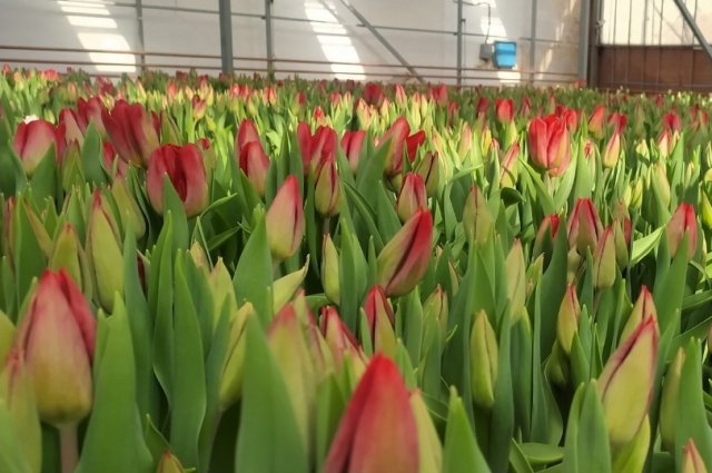 Муниципальные озеленители планируют высадить тюльпаны 19 сортов.
