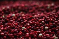 Возглавляет «топ ягод» калина.