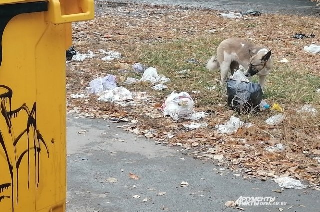 Оренбуржцев раздражают заваленные мусором площадки, они жалуются на полчища тараканов и грызунов, на бездомных собак.