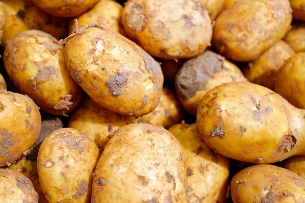 В Ростовской области аграрии заканчивают уборку овощей и картофеля