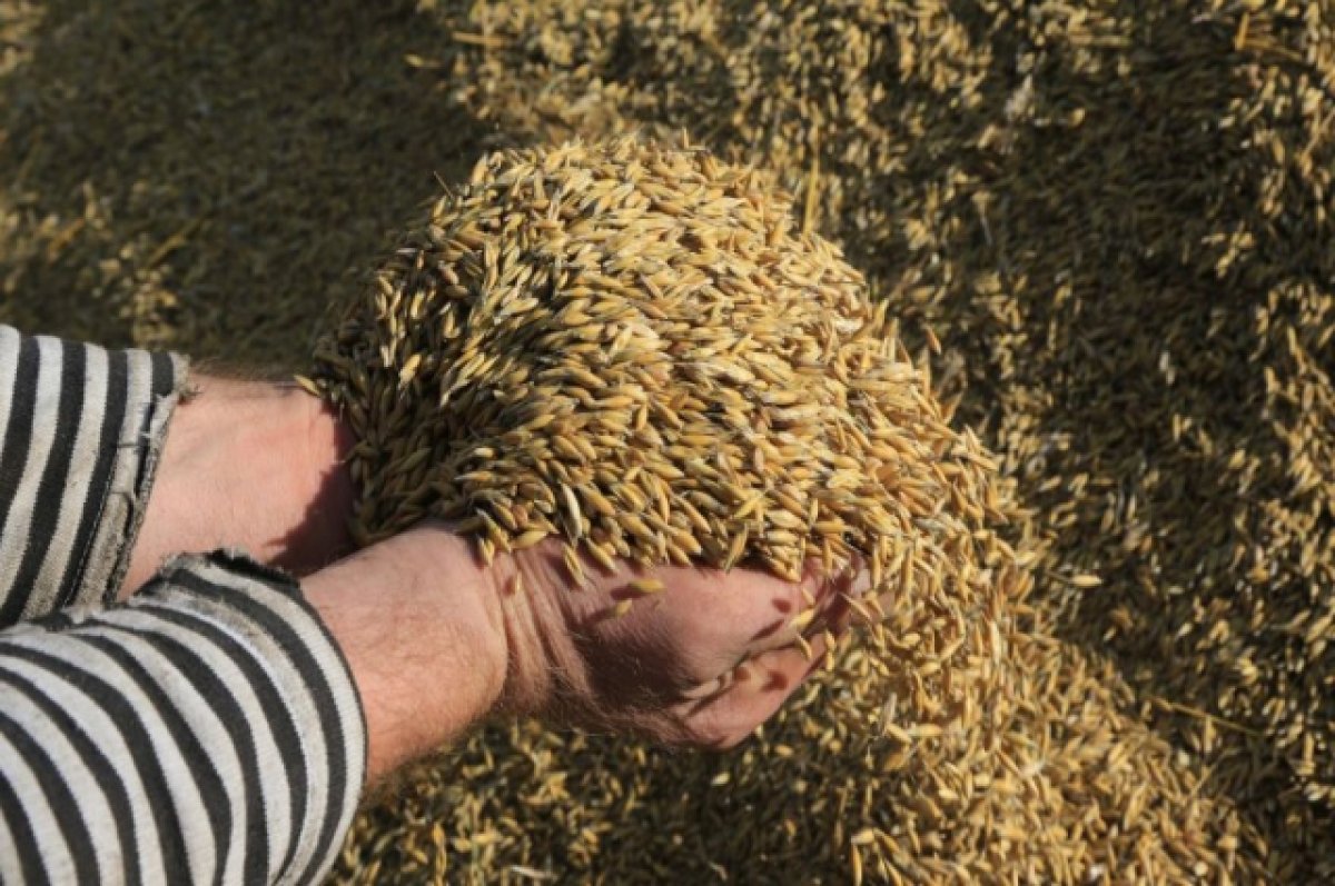 Минсельхоз: Россия готова заместить поставки украинского зерна