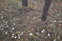В Бузулукском бору грибники сфотографировали «ведьмин круг».