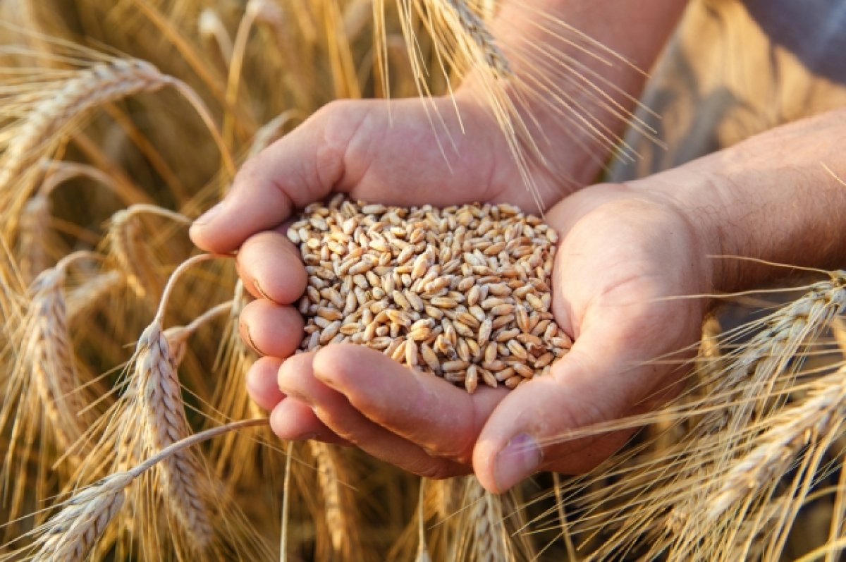 Путём зерна. Каким странам Россия поставит бесплатное продовольствие