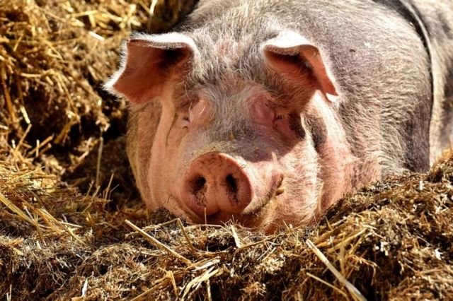 В Татарстане начнут изымать свиней и выплачивать компенсации собственникам животных. 