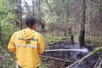 За сезон в Пермском крае произошло 117 лесных пожаров.