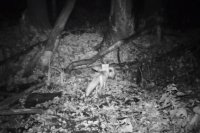 В Бузулукском бору фотоловушки засняли сорванный ужин лисицы.