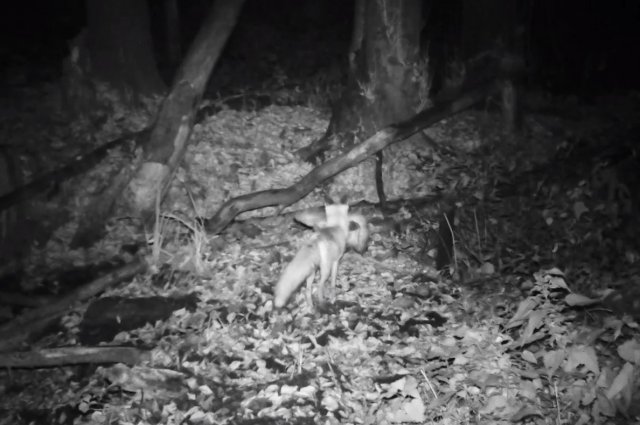 В Бузулукском бору фотоловушки засняли сорванный ужин лисицы.