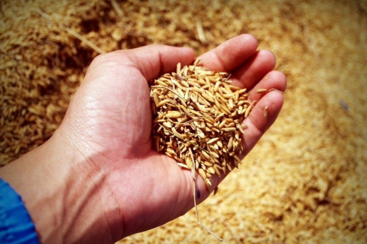 Мишустин сообщил о рекордном урожае зерна в России