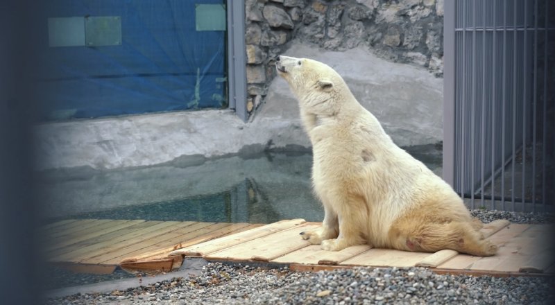 Вход в бассейн пологий, чтобы наполовину обездвиженный медведь мог самостоятельно в него заходить и выходить.