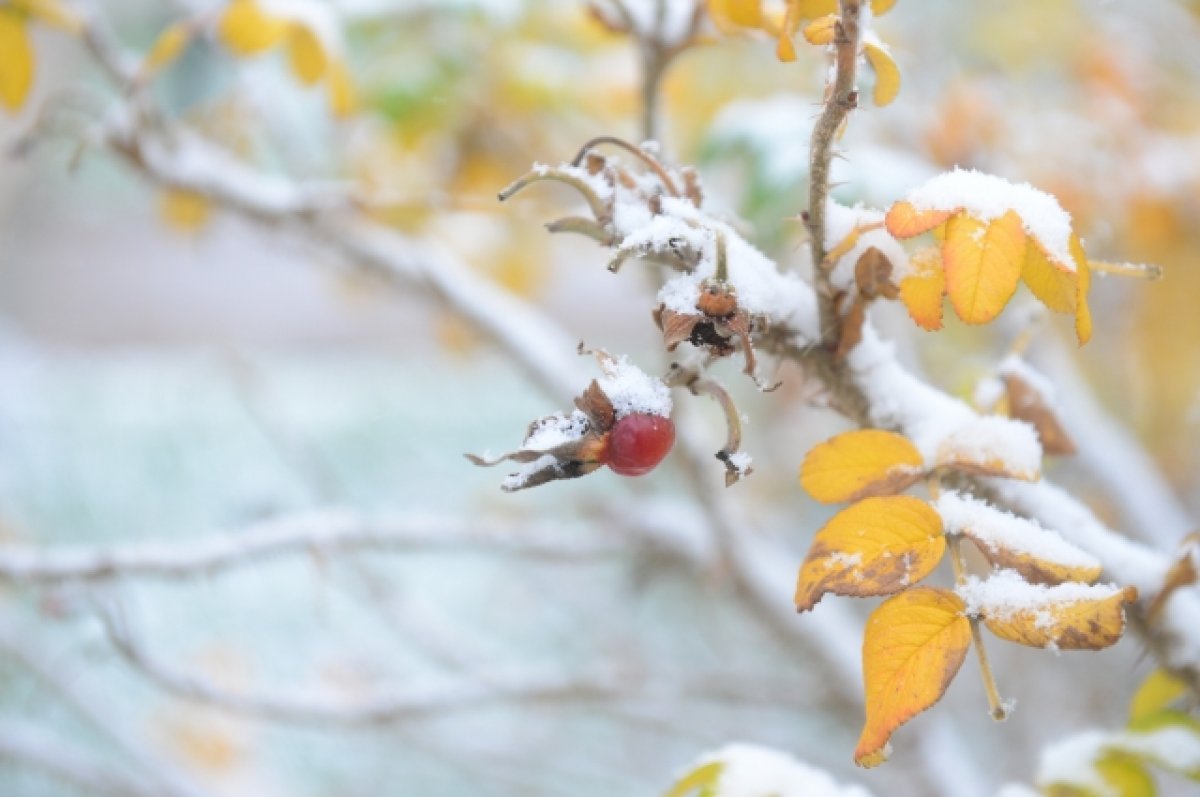 4 ноября в Брянской области ожидается дождь со снегом