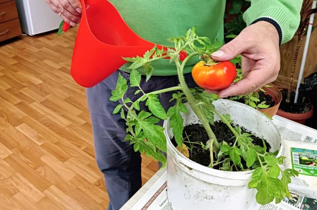 Если задаться целью сохранить сорт томатов, то можно осенью выкопать куст и посадить его в обычный горшок.