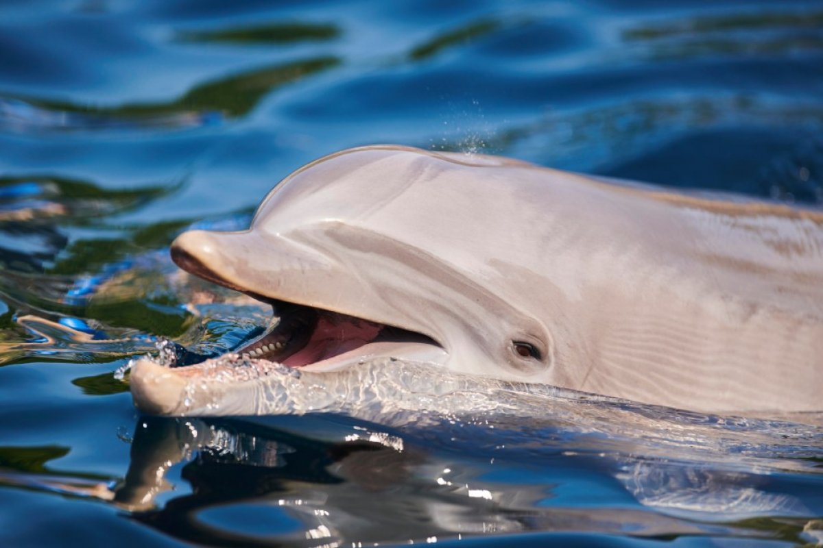 Москвариум готов принять дельфинов, выброшенных в море у Севастополя
