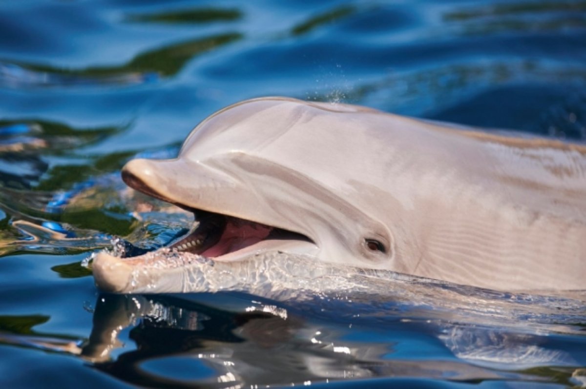 Бастрыкин поручил доложить о проверке по Севастопольскому дельфинарию