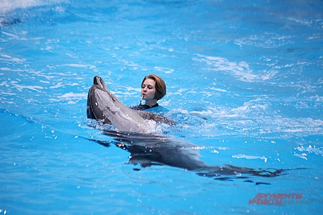В программе многих туристов, которые приезжают в Крым, поездка в дельфинарий — один из обязательных пунктов.