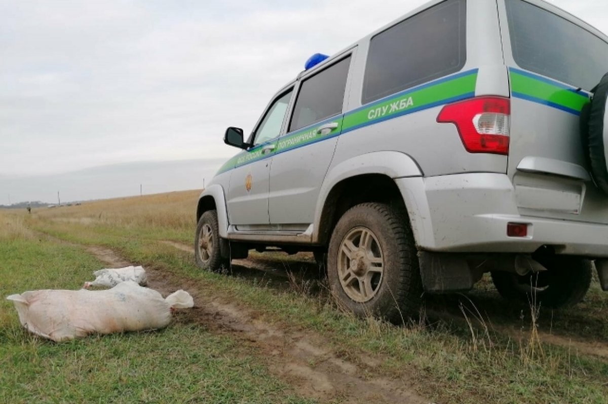 В Ростовской области у браконьеров изъяли севрюги на 800 тысяч рублей