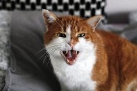 В Орске из-за бешеной кошки на два месяца объявили карантин.