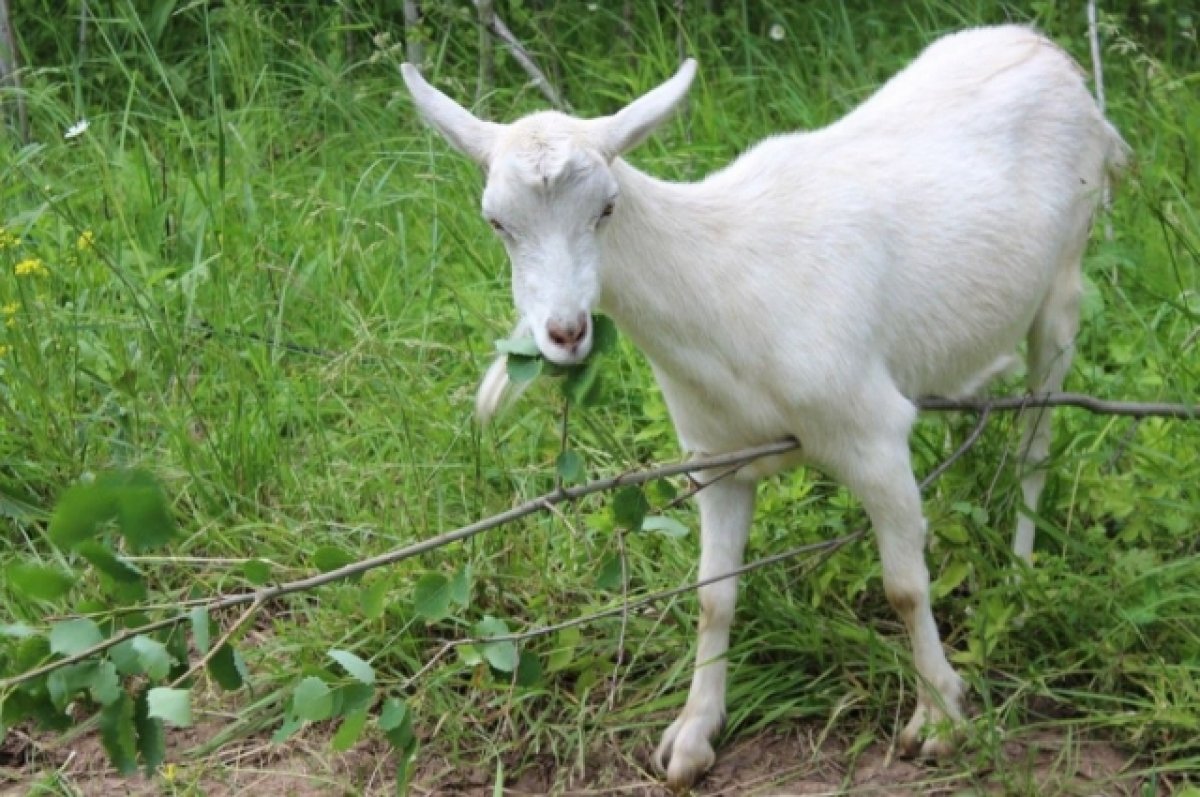 Жители ростовского микрорайона пожаловались на ломящихся в подъезды коз