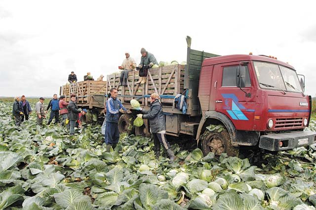 Только овощи осталось убрать псковским сельхозпредприятиям