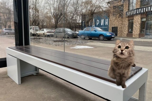 Среди красноярцев набрала популярность кошка по имени Лилька, которую мэрия «приделала» к автобусной остановке.
