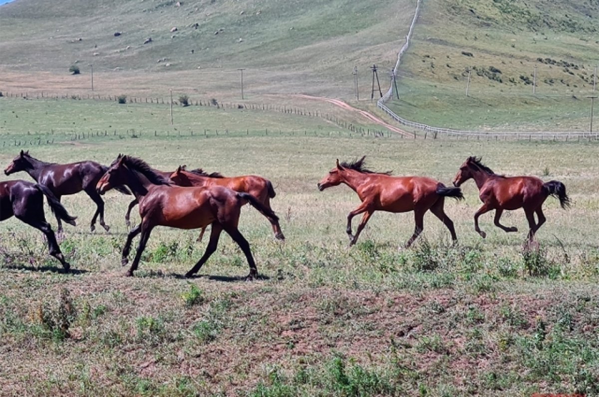 Аът чарыжы рисунки