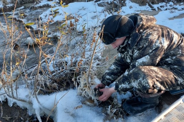 Примёрзшую птицу обнаружили во время планового патрулирования «Центральносибирского» заповедника.