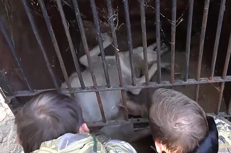 Спящего волка эвакуиируют из Херсонского зоопарка