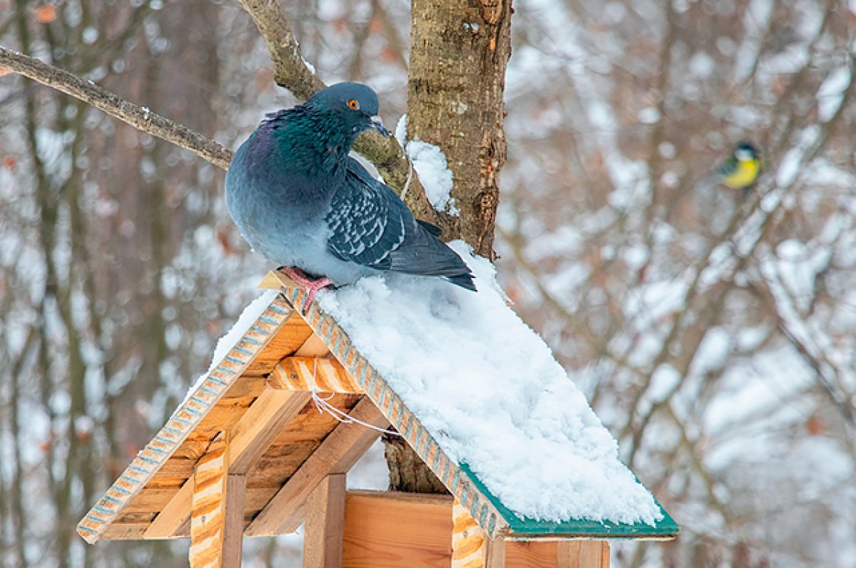 Не всякий корм полезен. Чем и как кормить птиц зимой? | ЭКОЛОГИЯ | АиФ  Иркутск