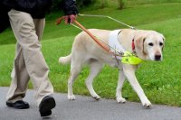 Слепому пассажиру предложили "читать правила" и оплатить проезд собаке-поводырюо