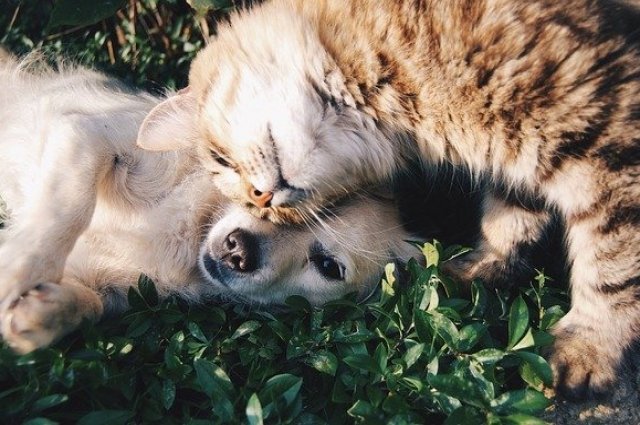 В Казани кошкам и собакам мобилизованных нужен временный приют. 