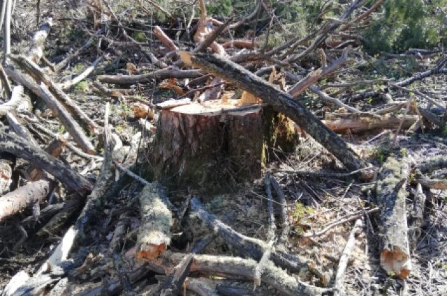 Мужчина незаконно вырубил 33 м. куб. деревьев.