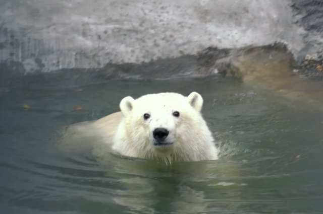 По словам генерального директора Московского зоопарк, белые медведи по своей природе одиночки.