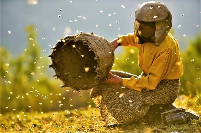 Фильм «Страна мёда» северомакедонских кинематографистов получил Гран-при имени В.Г. Распутина на кинофестивале «Человек и Природа» в 2019 году, а в 2020 году был удостоен «Оскара» в двух номинациях.