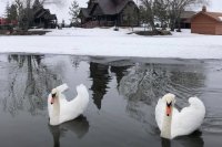 Они не замерзают! Оренбуржцев попросили не помогать лебедям на зимних  водоемах.