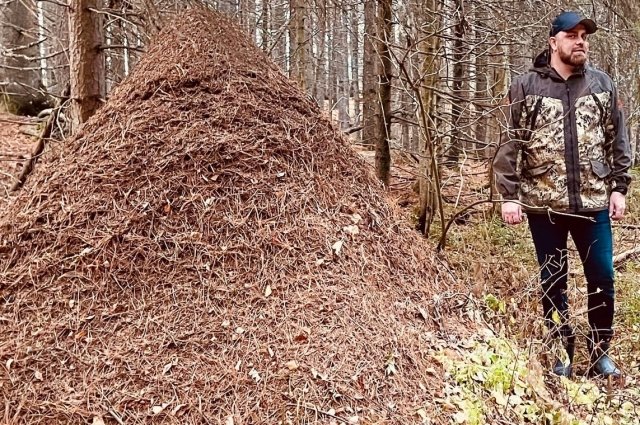 Диаметр наземной части муравейника – 4.1м, высота – около 2 метров