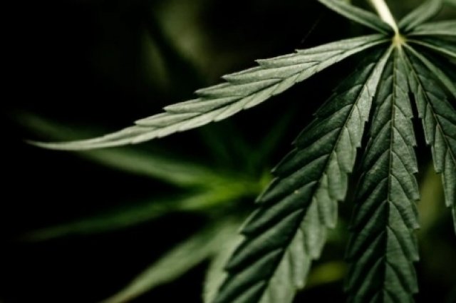 В Оренбуржье четверо военнослужащих попались на употреблении марихуаны.
