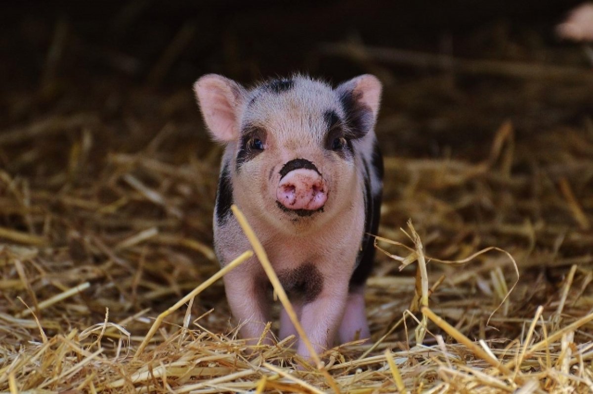 В Китае можно будет купить свинину с фермы на 26 этаже небоскреба