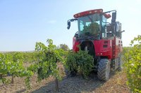 В этом году на поддержку виноградарства в крае предусмотрено 104 млн рублей.
