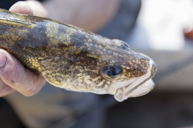 15 лет уйдёт на восстановление популяции сиговых рыб в Обь-Иртышском бассейне.