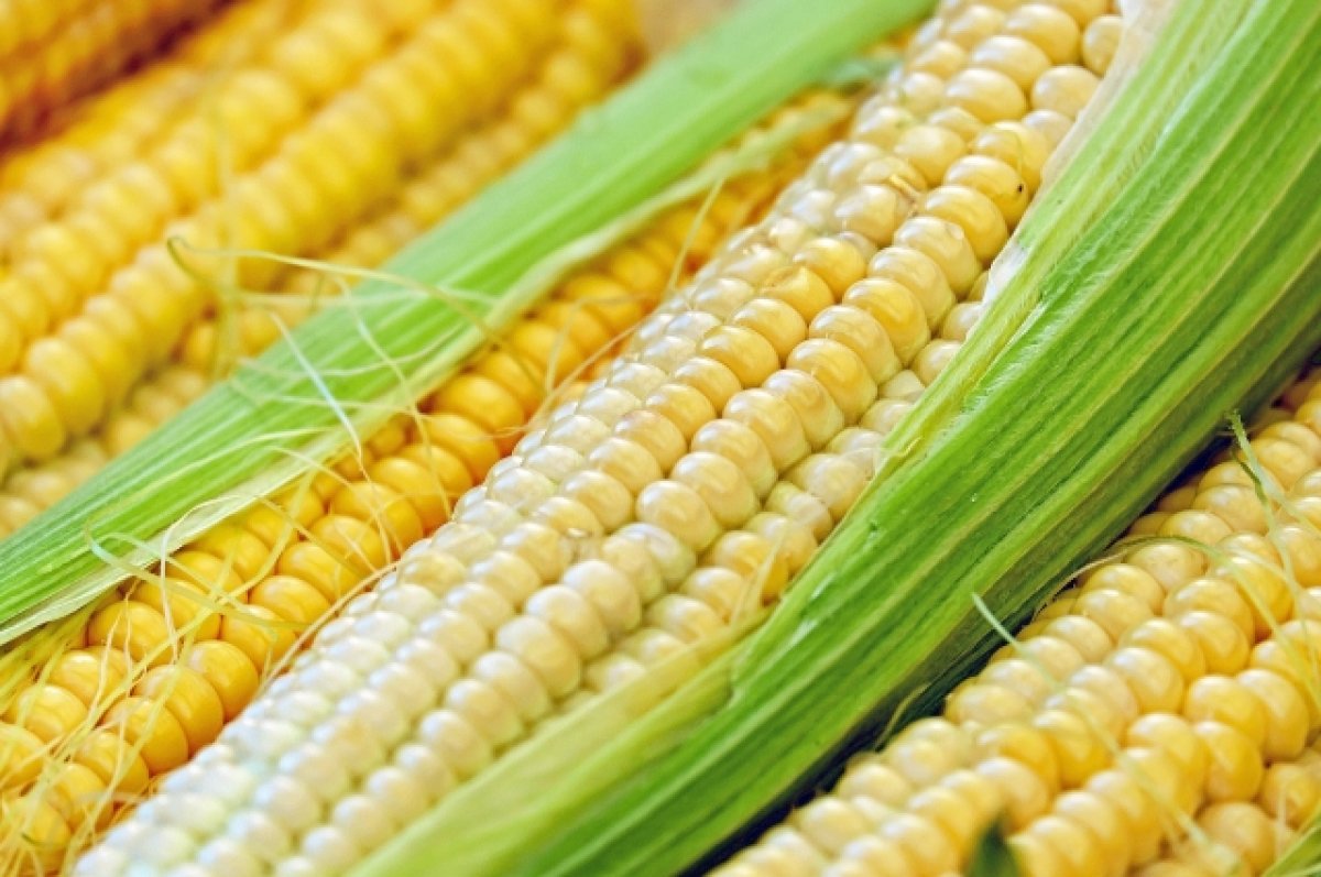 В поставляемой на Алтай кукурузе нашли парализующий яд