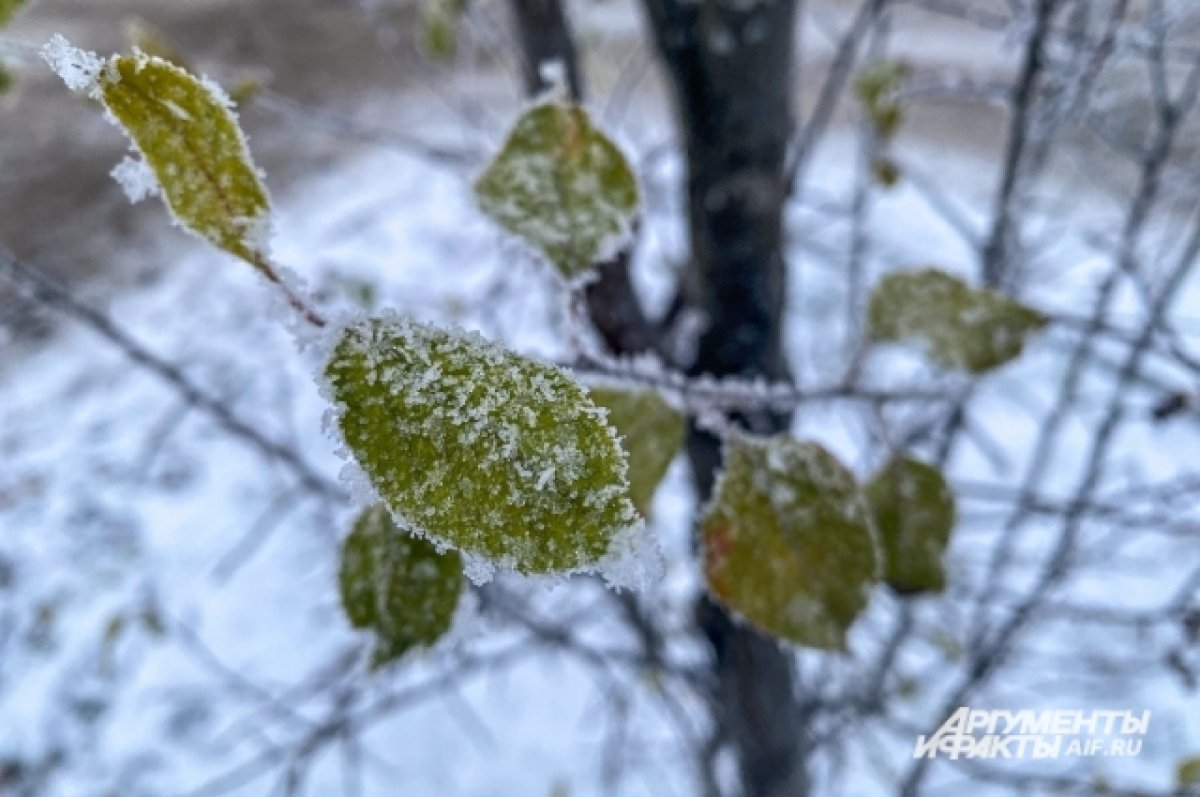 Рекордные ноябрьские морозы до -40 ударят по Алтайскому краю