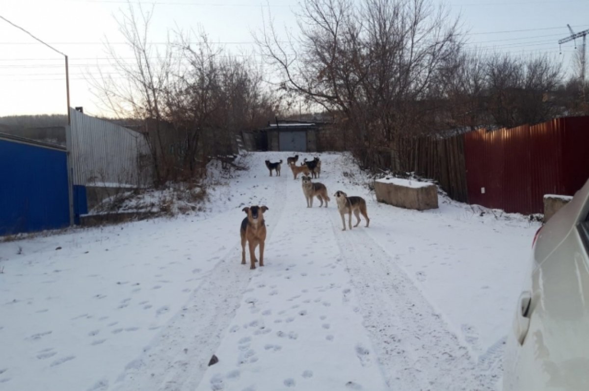 В Волгограде избили сотрудников службы отлова безнадзорных животных