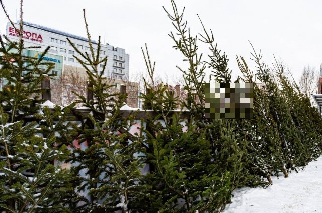 За незаконную вырубку деревьев физлицу могут выписать штраф до 5 тыс. руб.
