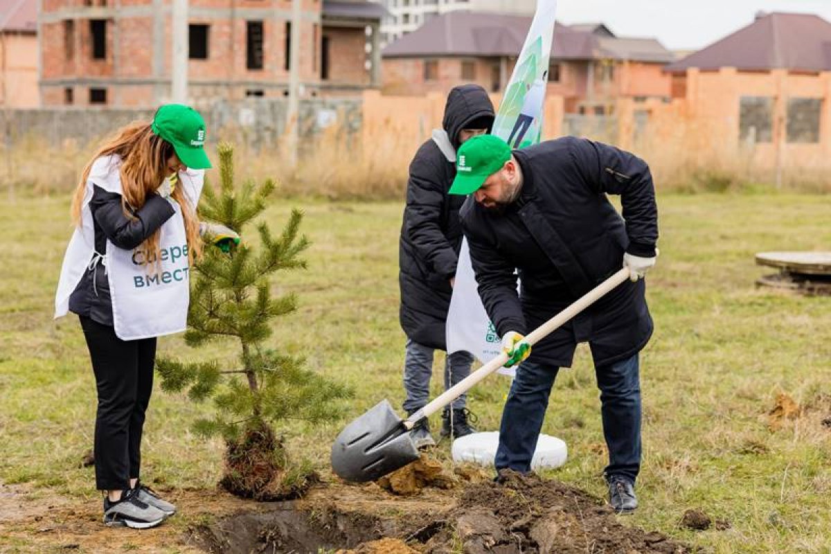 Высадка деревьев акция. Волонтёрская акция живи дерево. Волонтеры Дагестана. Высаженные леса.